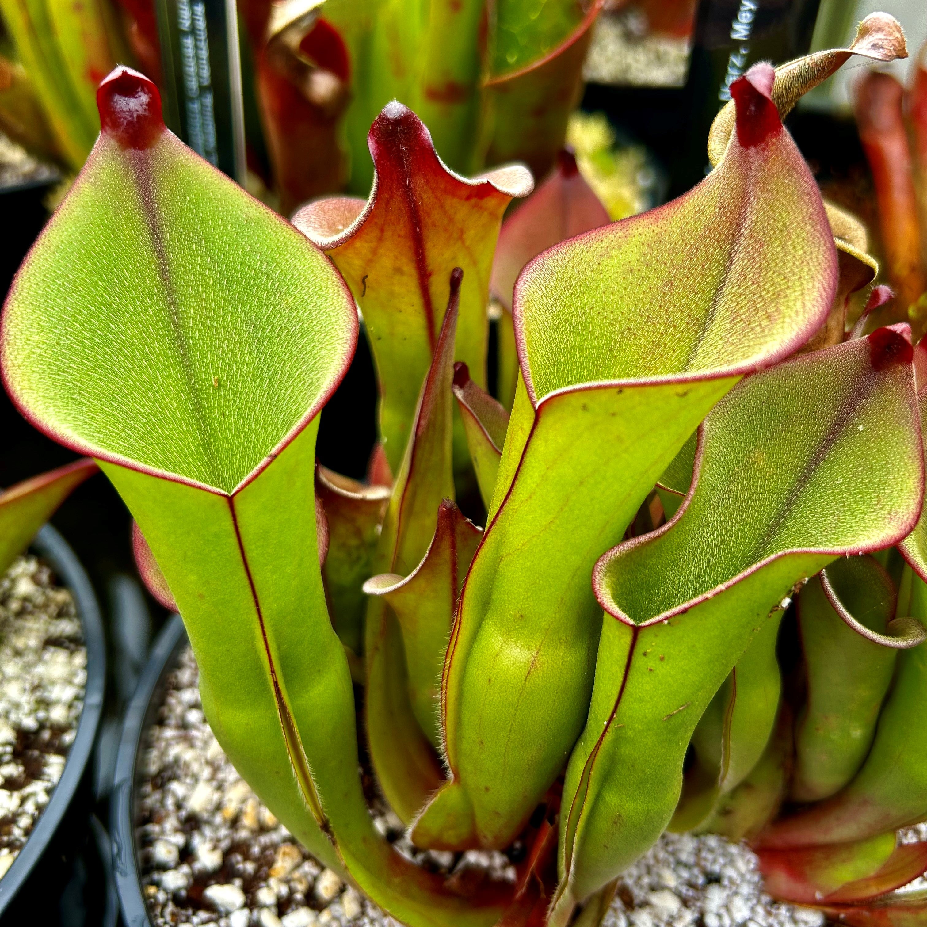 Heliamphora electrum - Venamo Tepui ELE-1