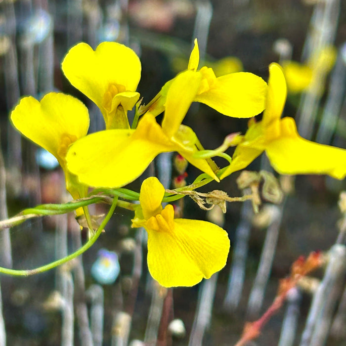 Utricularia prehensilis - Eastern Transvaal, South Africa