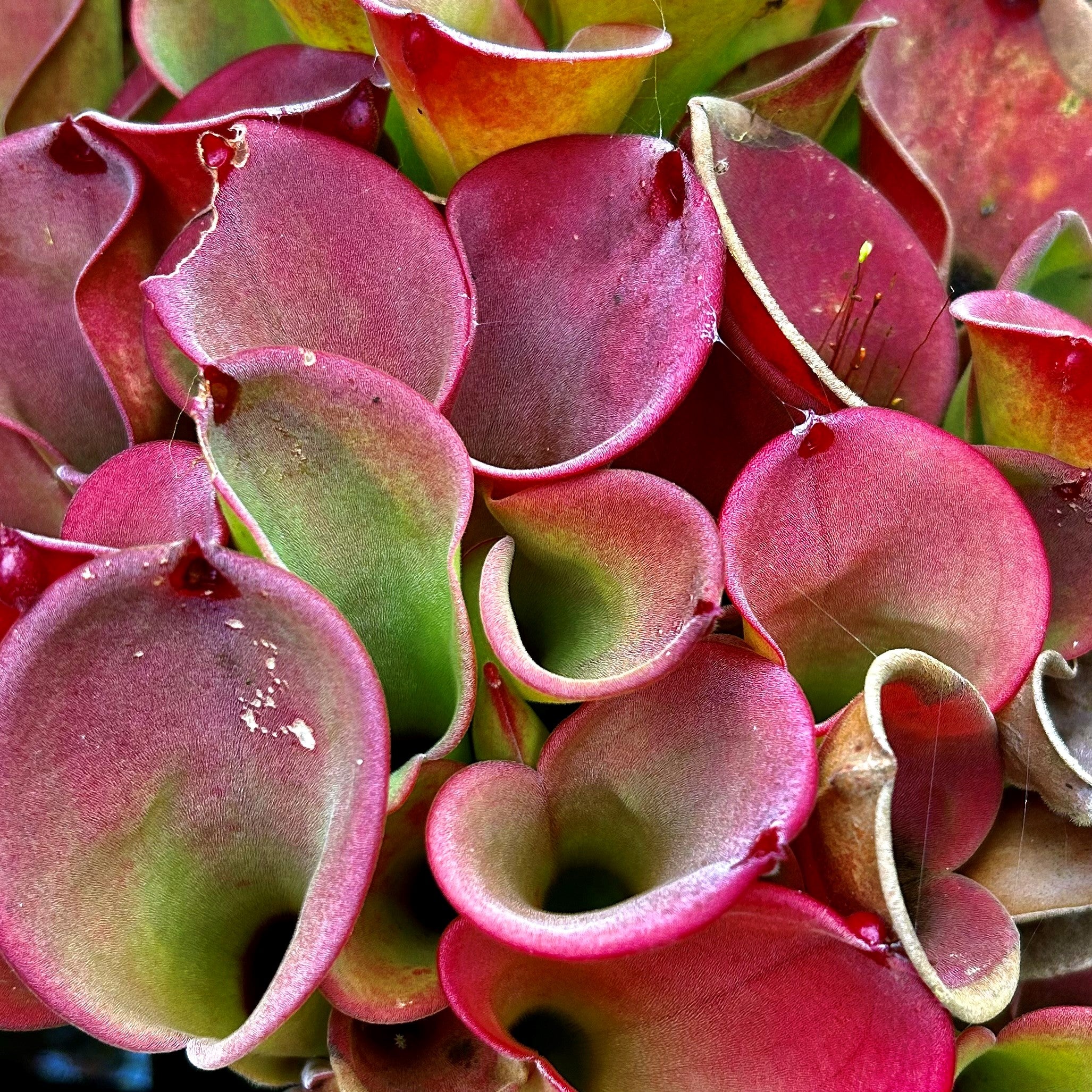 Heliamphora exappendiculata - Araopan Tepui EXA-2