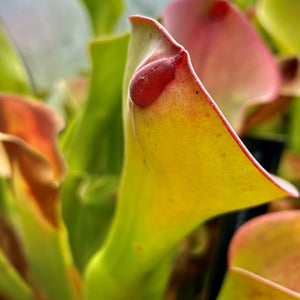 Heliamphora exappendiculata - 'Big Bubble', Amari Tepui EXA-3