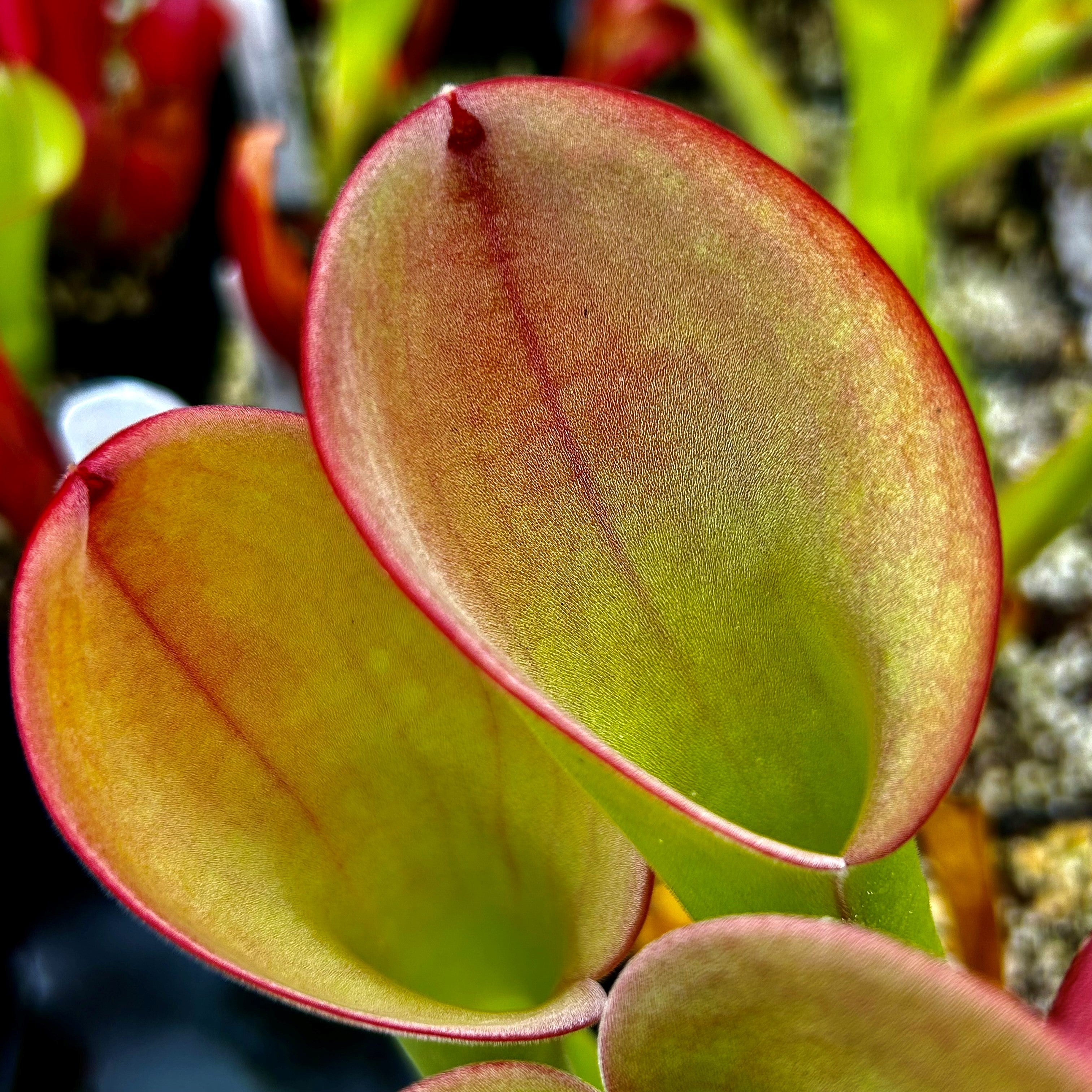 Heliamphora exappendiculata - Chimanta Tepui EXA-4