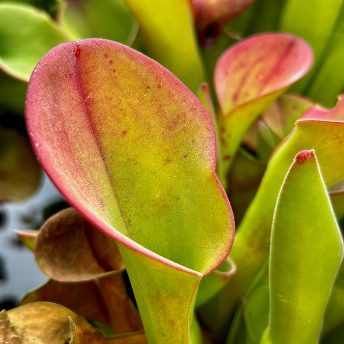 Heliamphora exappendiculata - Giant, Schach Clone, Chimanta Tepui EXA-5