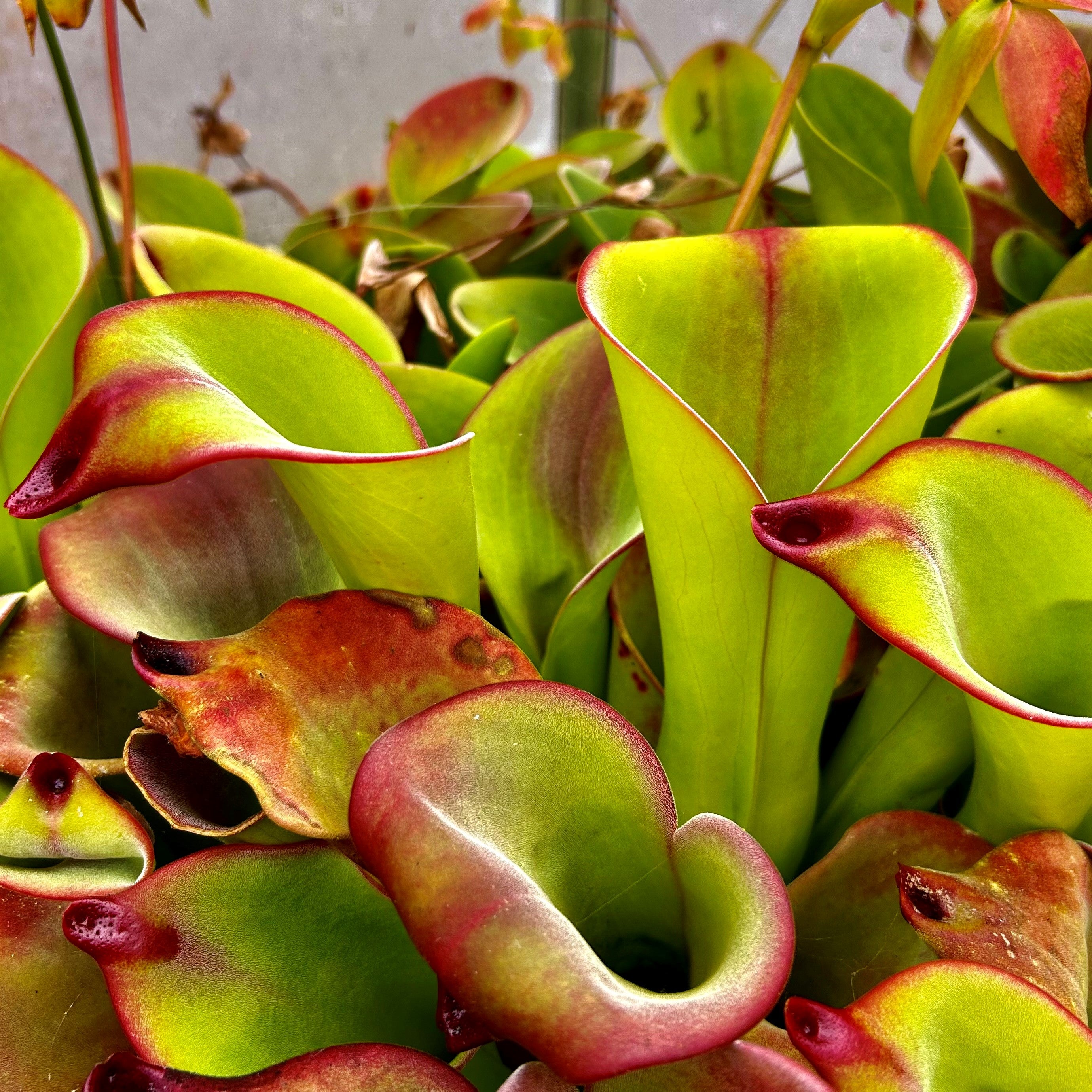 Heliamphora exappendiculata - Giant Amari Tepui, Venezuela EXA-7