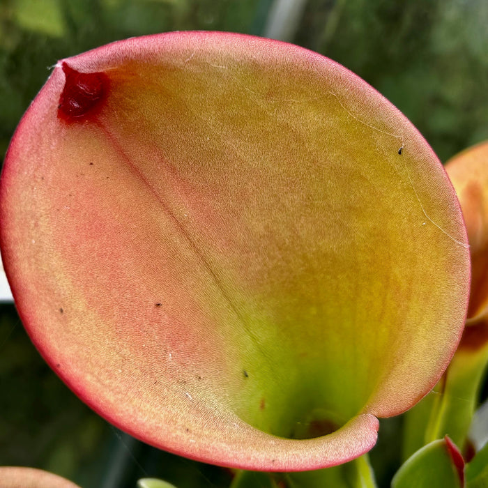 Heliamphora exappendiculata - 'Big Bubble', Amari Tepui EXA-3