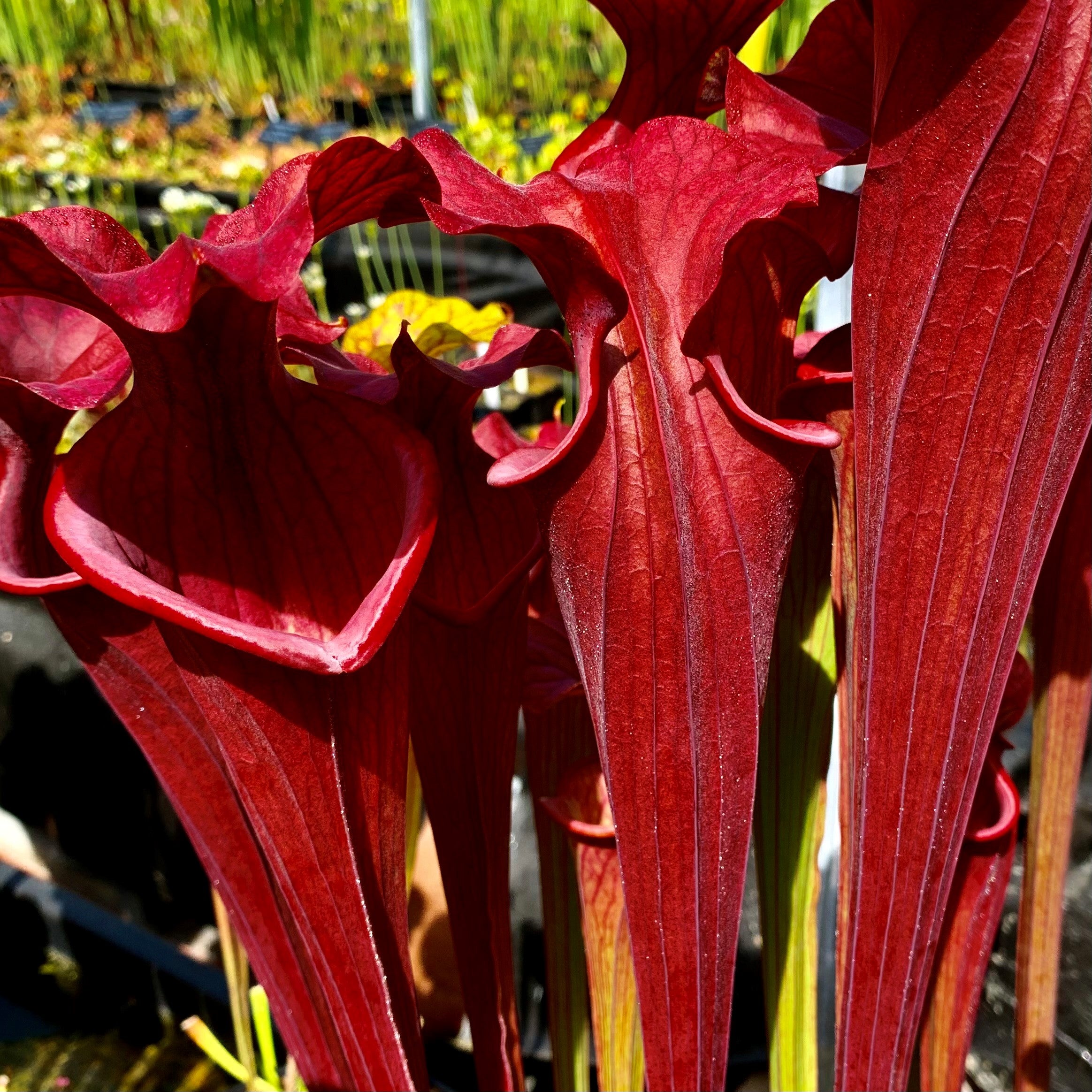 Sarracenia flava var. atropurpurea - Santa Rosa Beach, Walton Co., FL