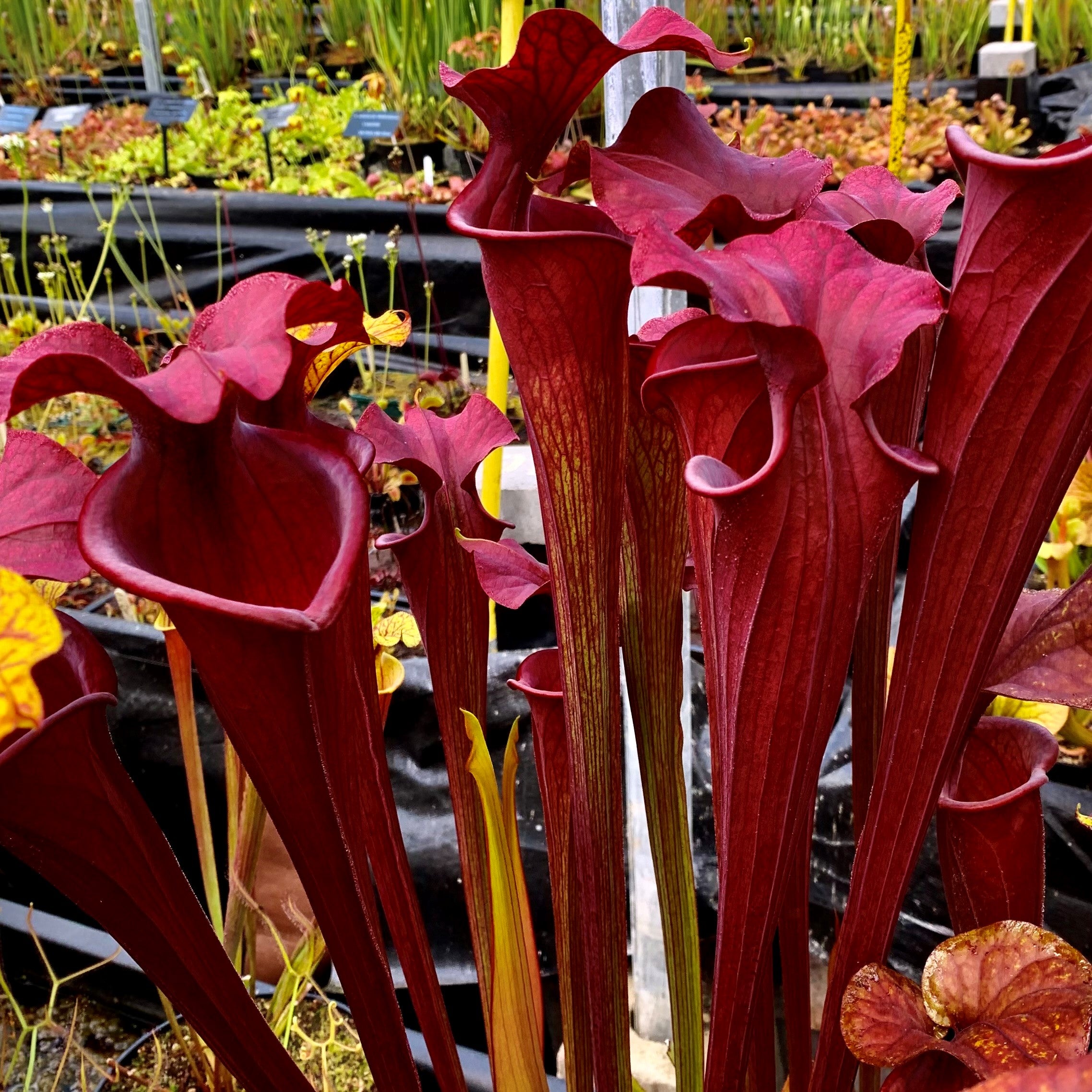 Sarracenia flava var. atropurpurea - Santa Rosa Beach, Walton Co., FL