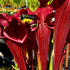 Sarracenia flava var. atropurpurea - Santa Rosa Beach, Walton Co., FL