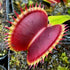 Dionaea muscipula - cv. 'Great White Shark'