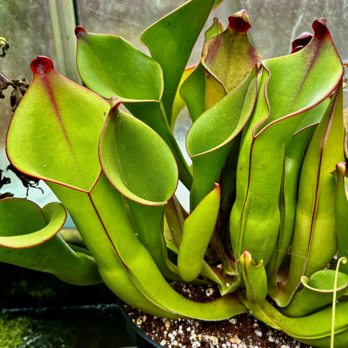 Heliamphora heterodoxa - Venamo Tepui HET-2