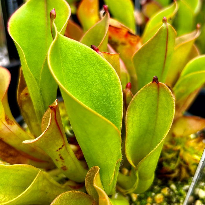 Heliamphora hispida - Cerro Neblina HIS-1