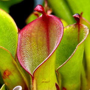 Heliamphora huberi - Amuri HUB-1