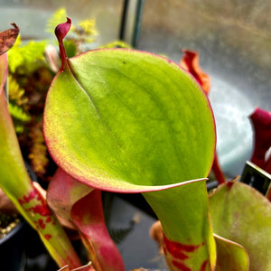 Heliamphora huberi - Akopan Tepui HUB-6