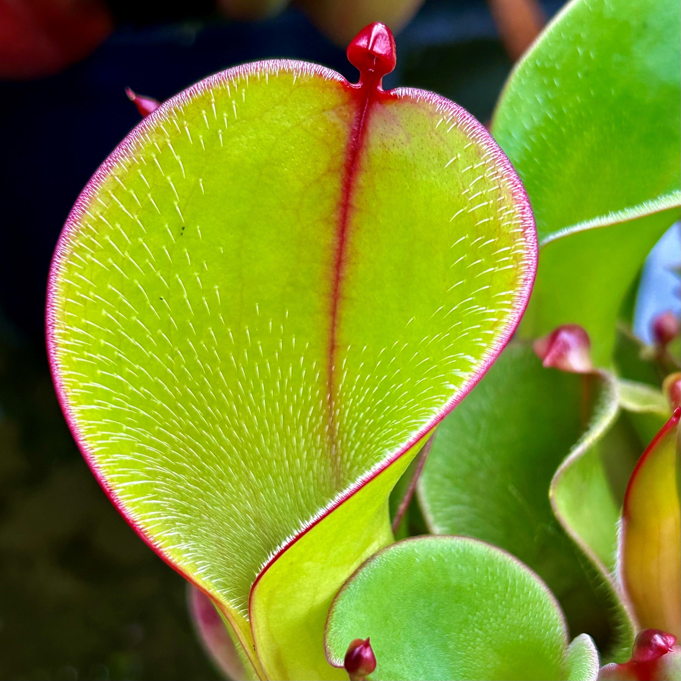 Heliamphora huberi x pulchella Amuri Tepui HXX-13