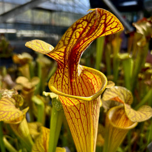 Sarracenia cv. 'Hugh Jampton'