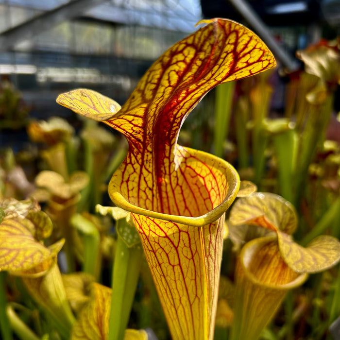 Sarracenia cv. 'Hugh Jampton'