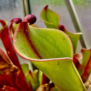 Heliamphora neblinae x folliculata - Clone 1 HXX-10