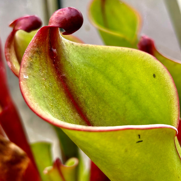 Heliamphora neblinae x folliculata - Clone 1 HXX-10