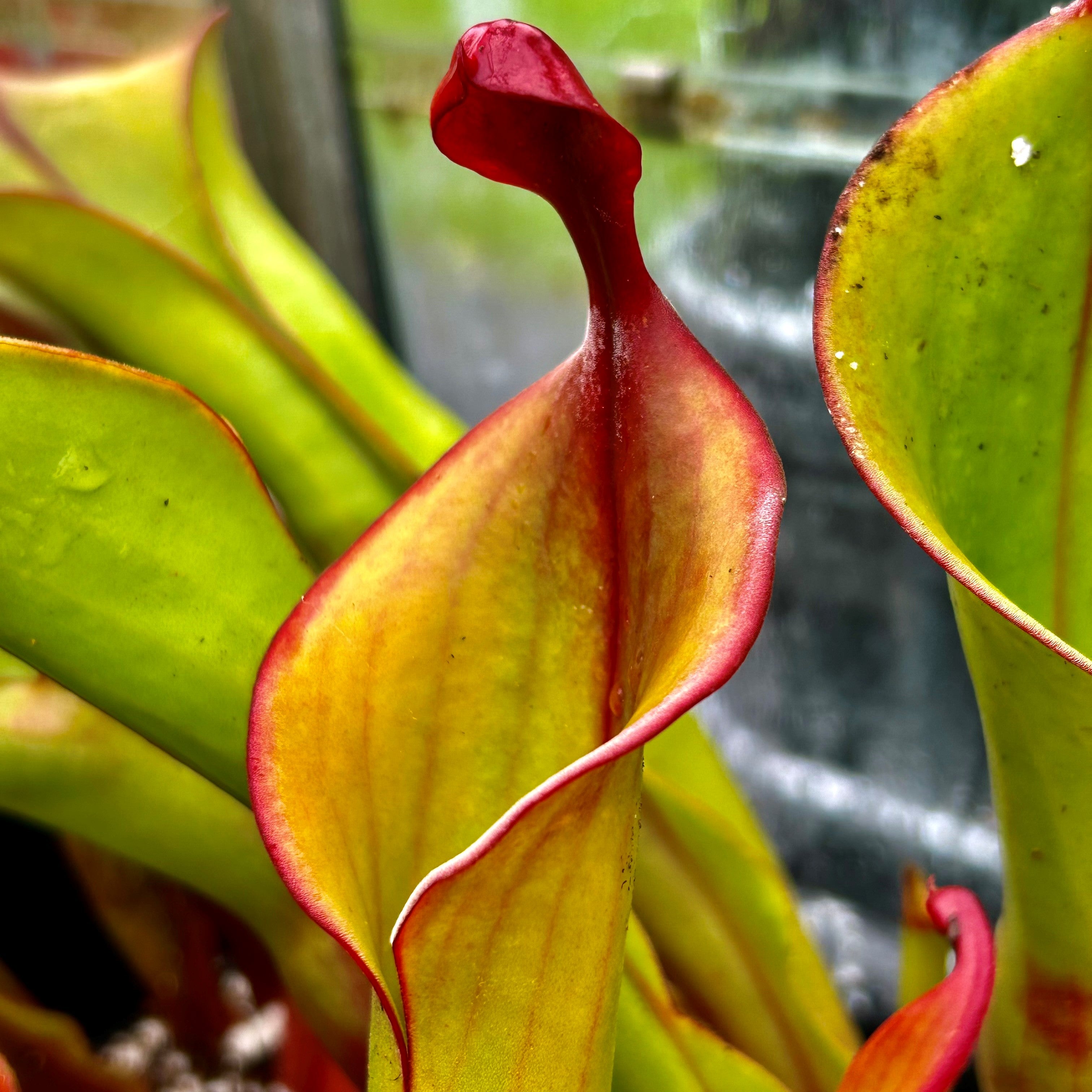 Heliamphora cv. 'Tequila' - HXX-3