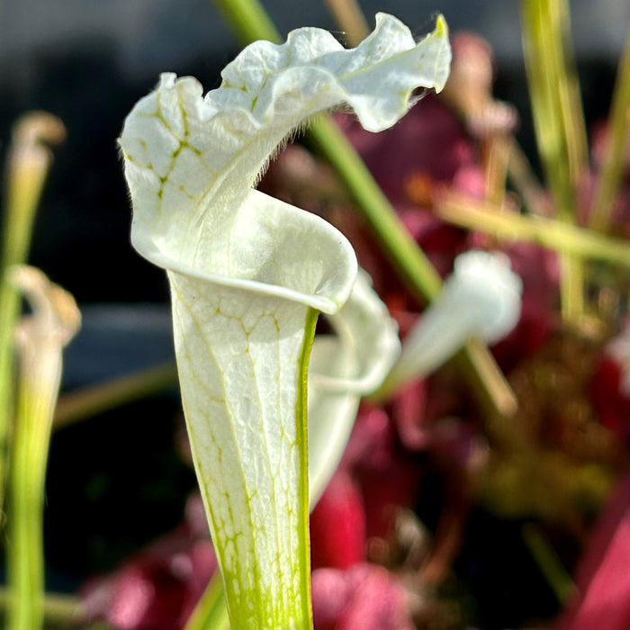 Sarracenia leucophylla var. alba