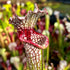 Sarracenia leucophylla x cv.' Leah Wilkerson' Red Stripe