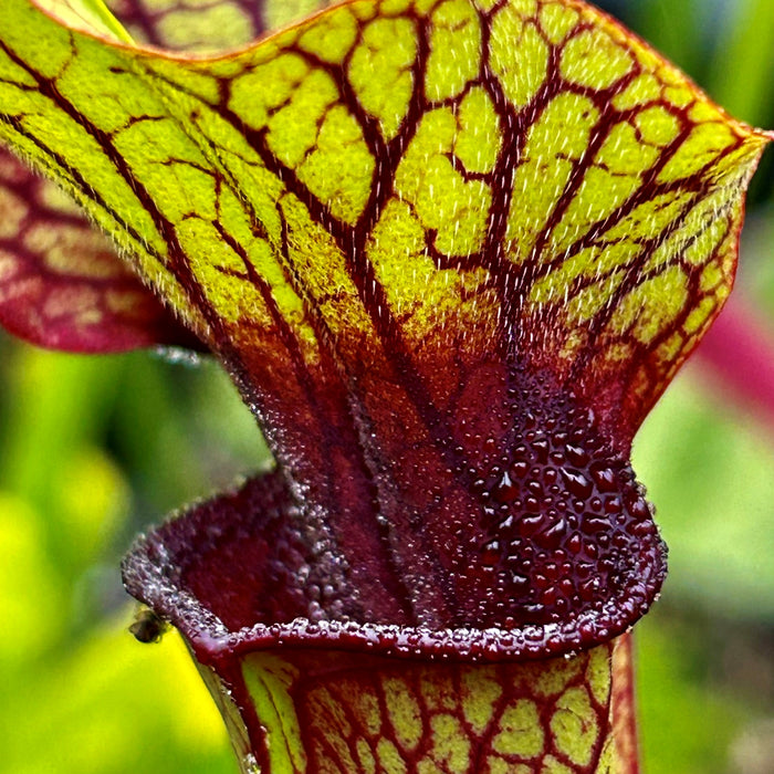 Sarracenia cv. 'Liquorice Lips'