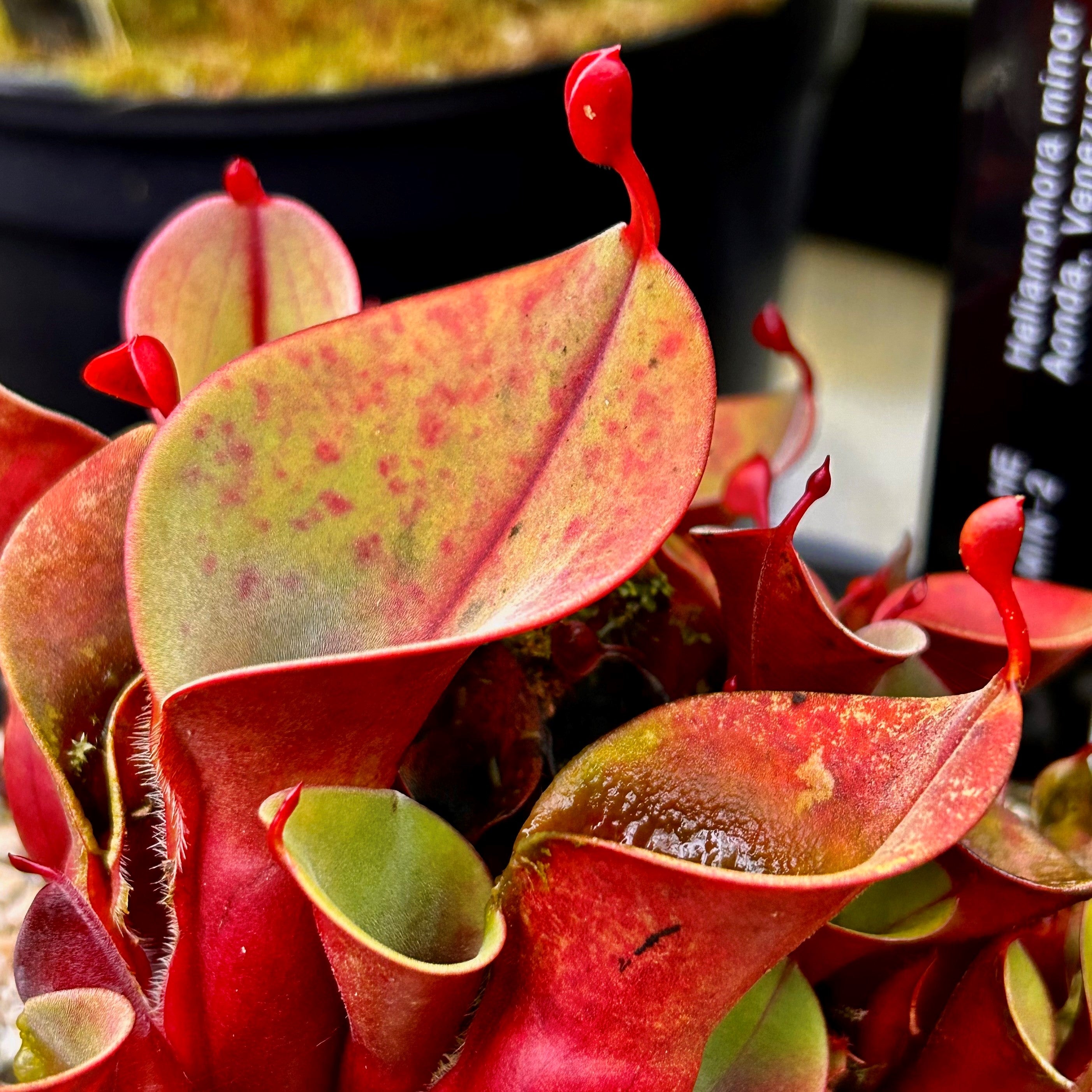 Heliamphora minor var. minor - Aonda MIN-2