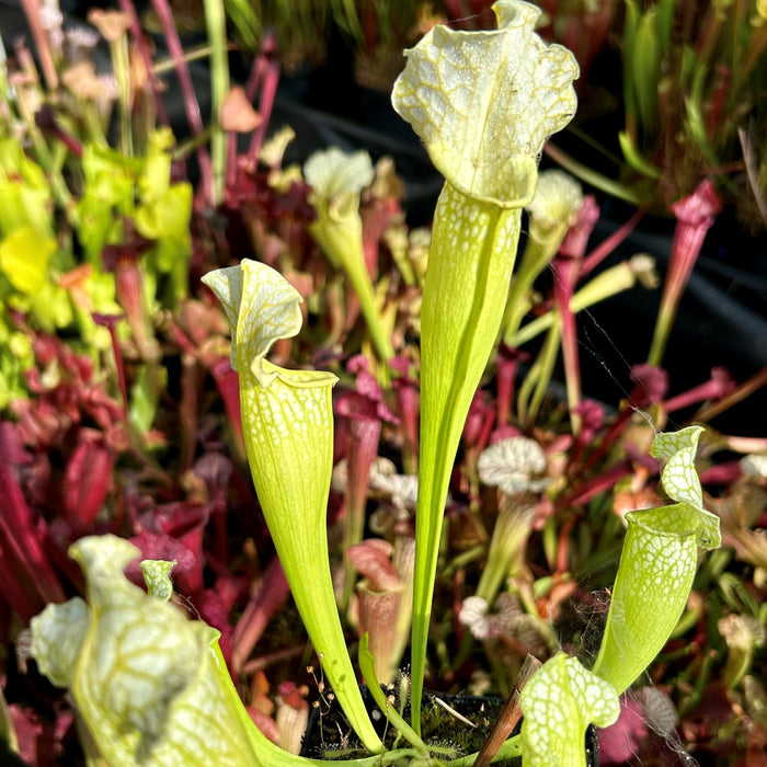 Sarracenia x mitchelliana - All Green