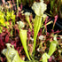 Sarracenia x mitchelliana - All Green