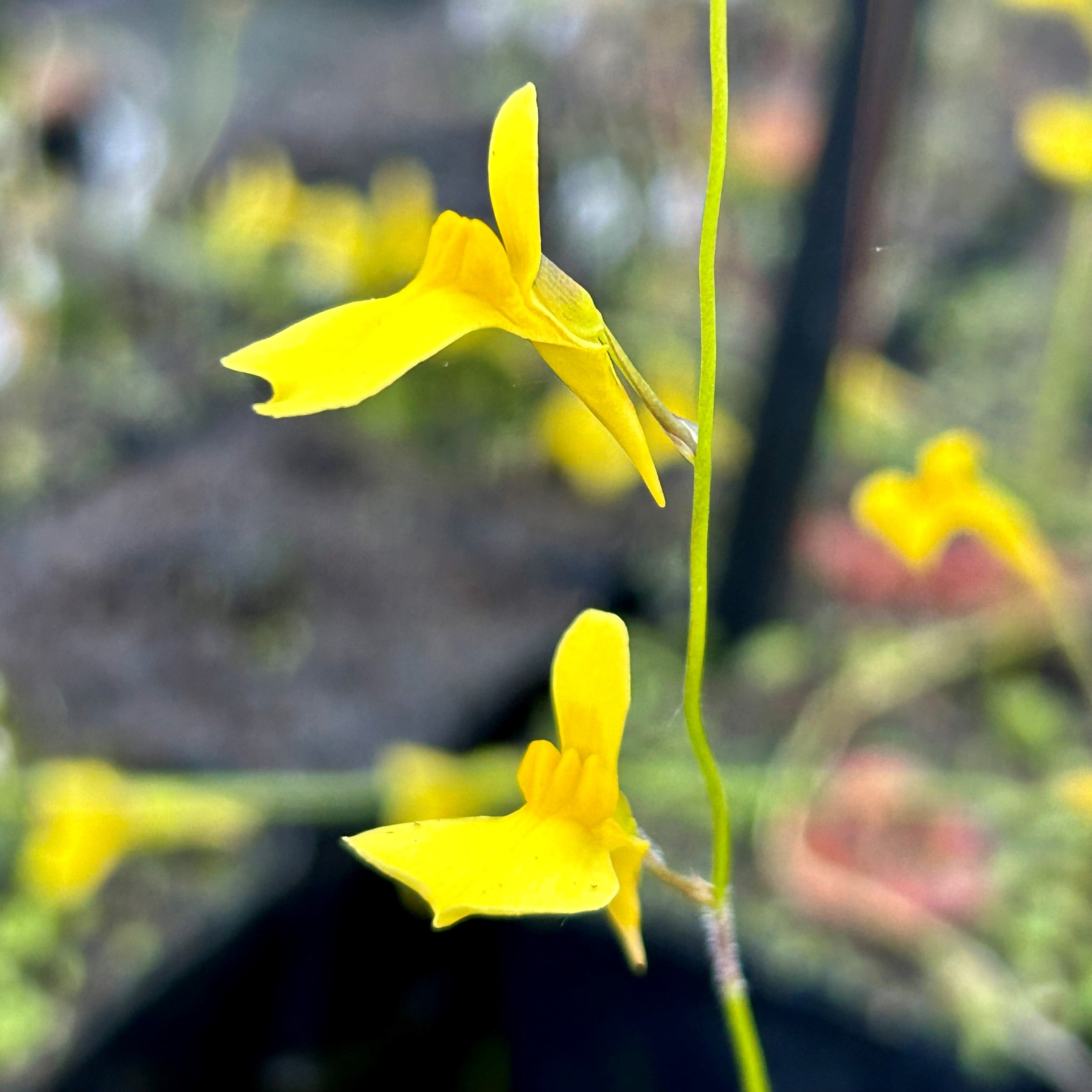 Utricularia prehensilis - Mkambati Nature Reserve, Eastern Cape, South Africa