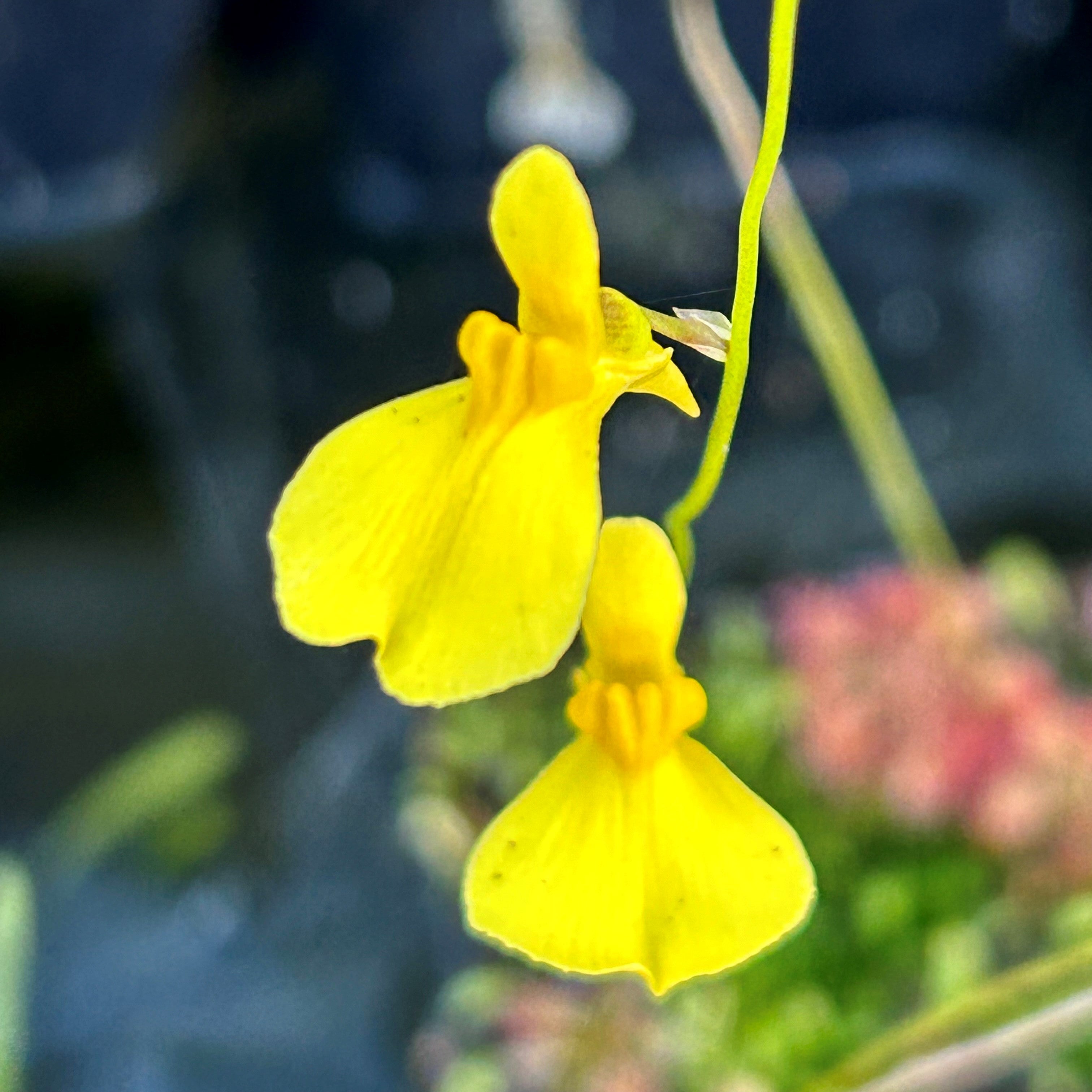 Utricularia prehensilis - Mkambati Nature Reserve, Eastern Cape, South Africa