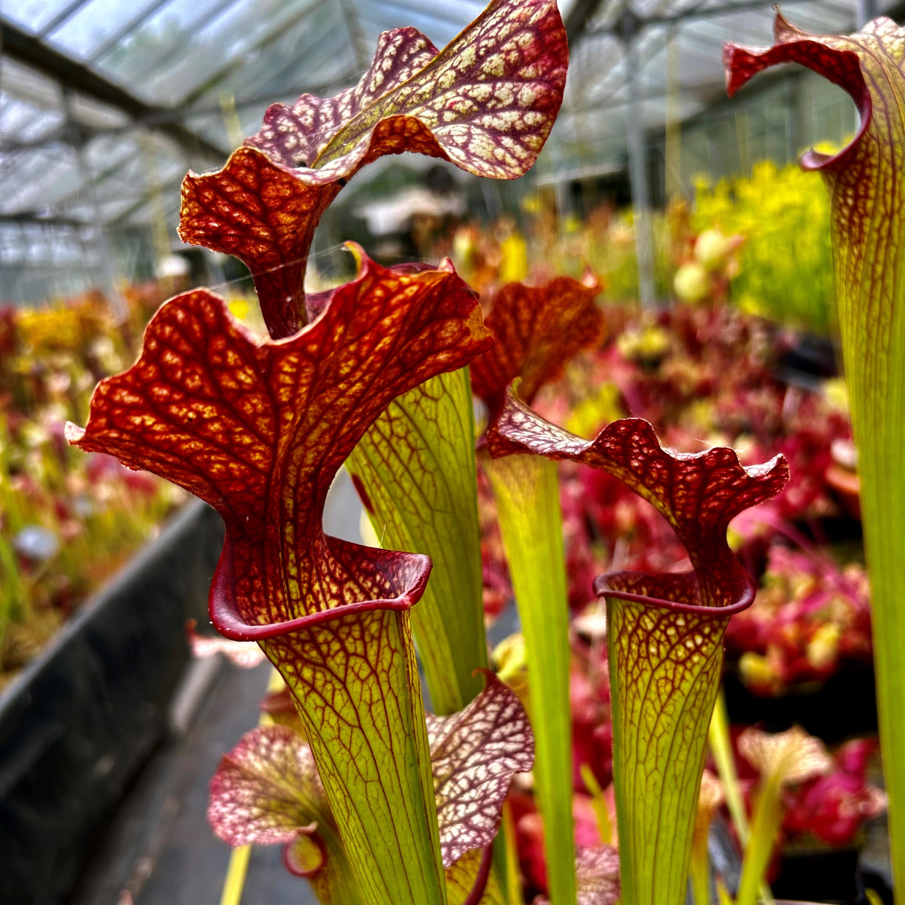 Sarracenia x moorei - Sarracenia Nurseries Giant