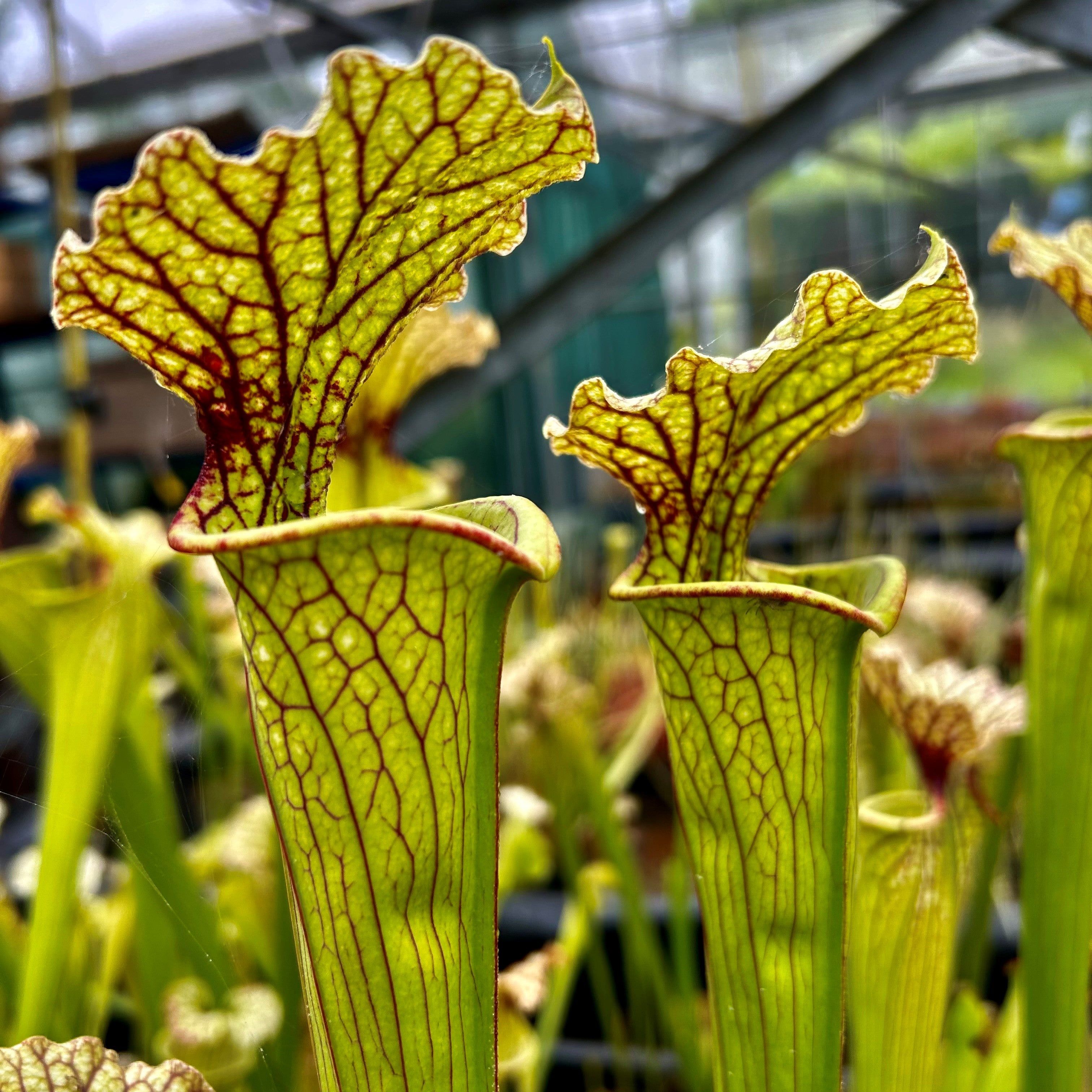 Sarracenia x moorei