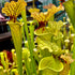 Sarracenia x moorei