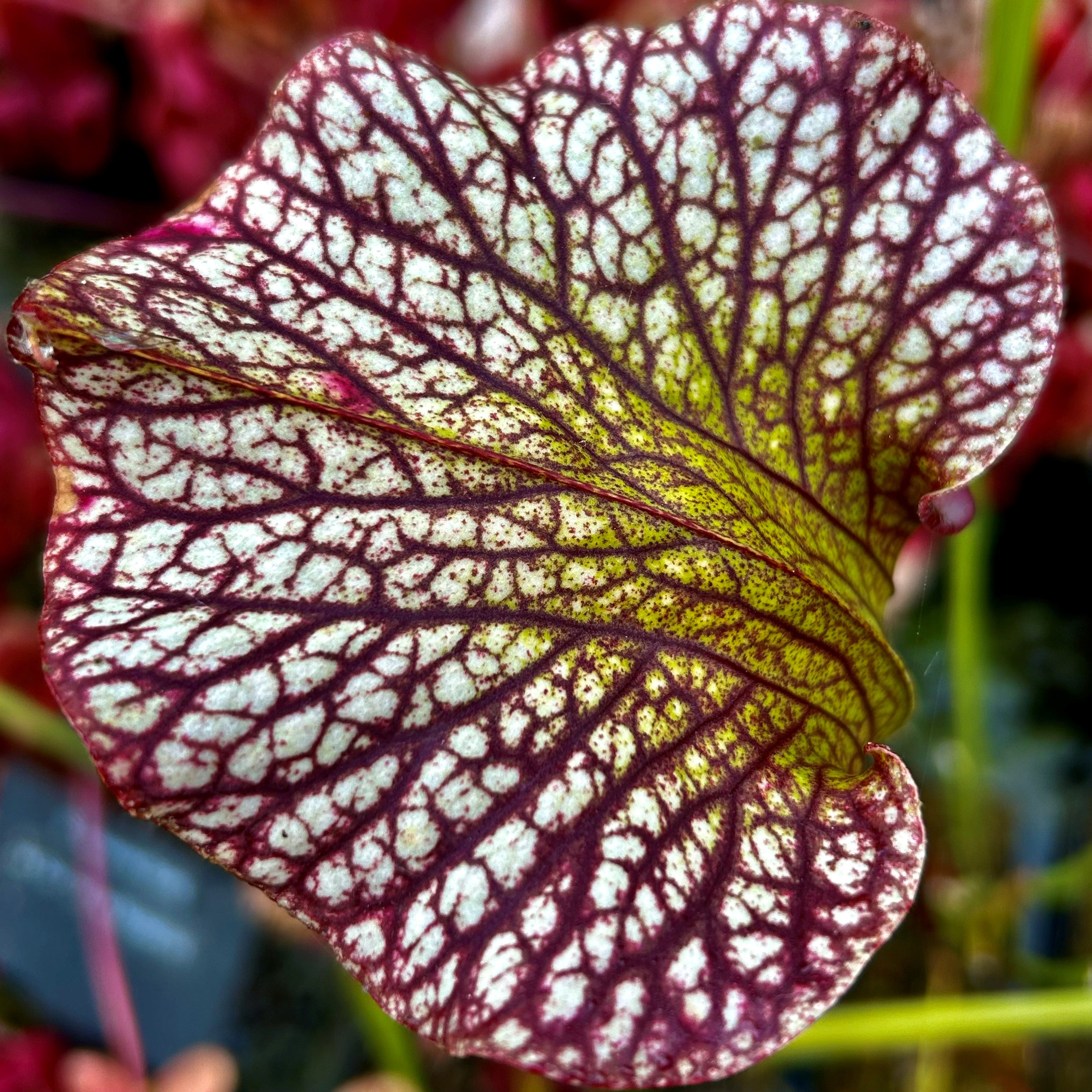 Sarracenia x moorei - Sarracenia Nurseries Giant