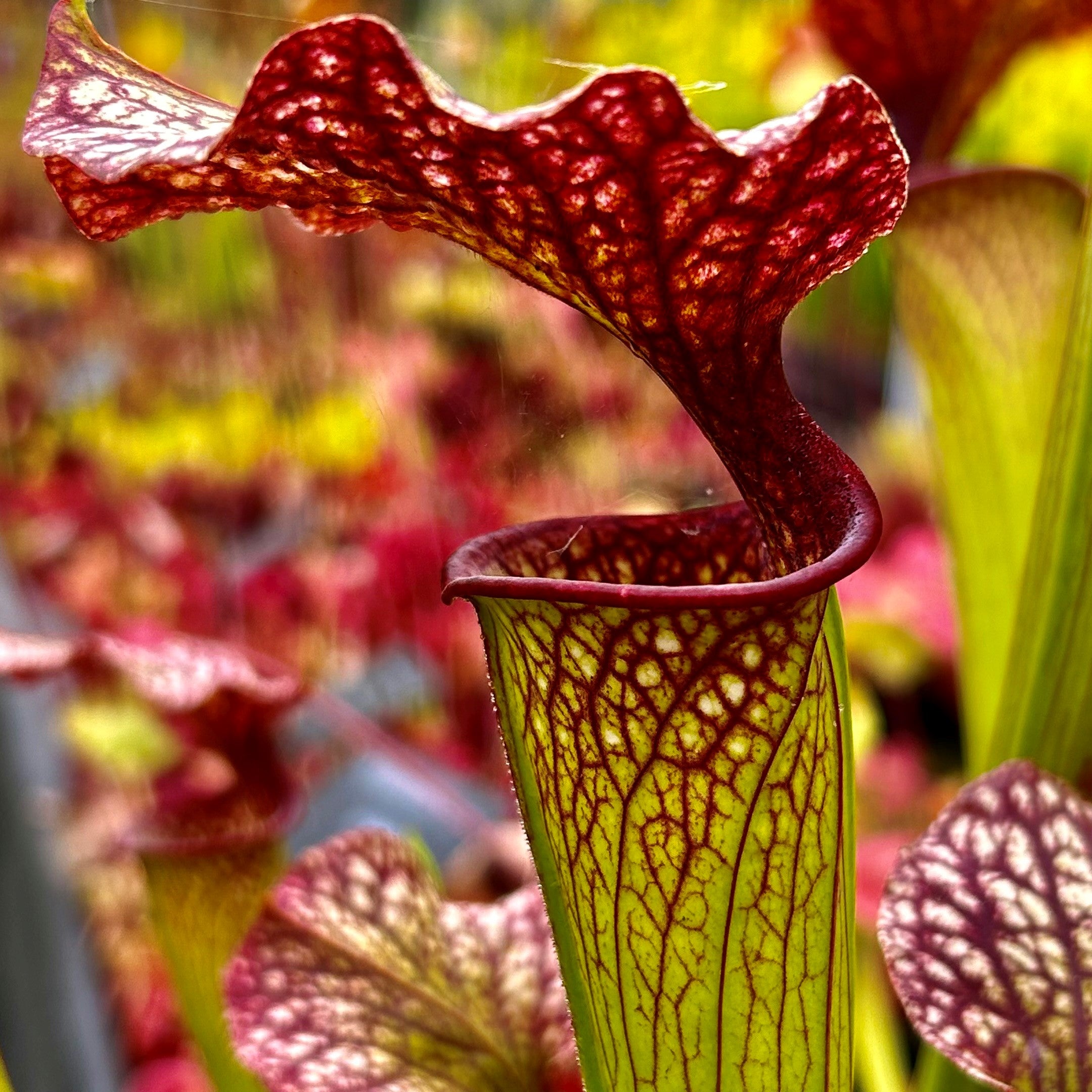 Sarracenia x moorei - Sarracenia Nurseries Giant