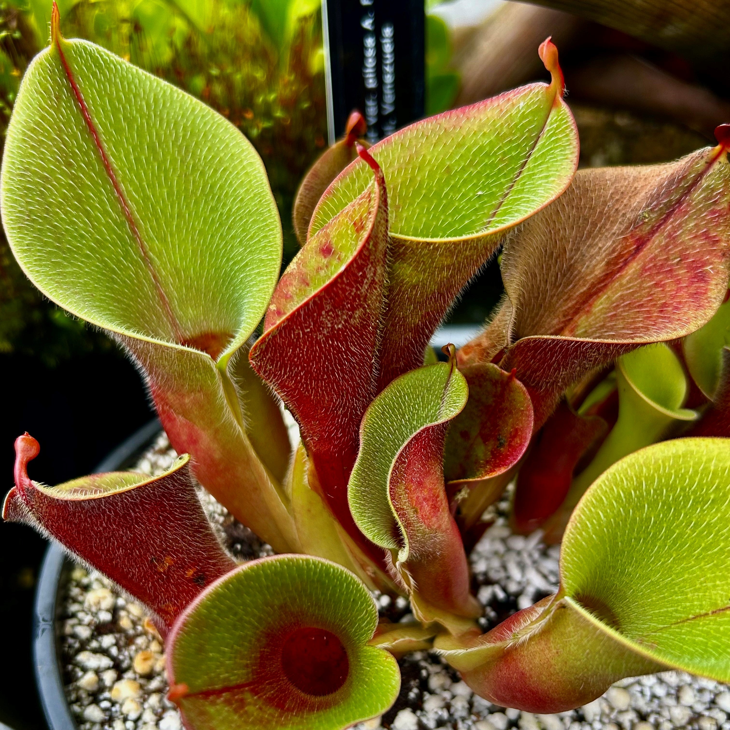 Heliamphora minor var. pilosa - Giant, Auyan Tepui MPI-1