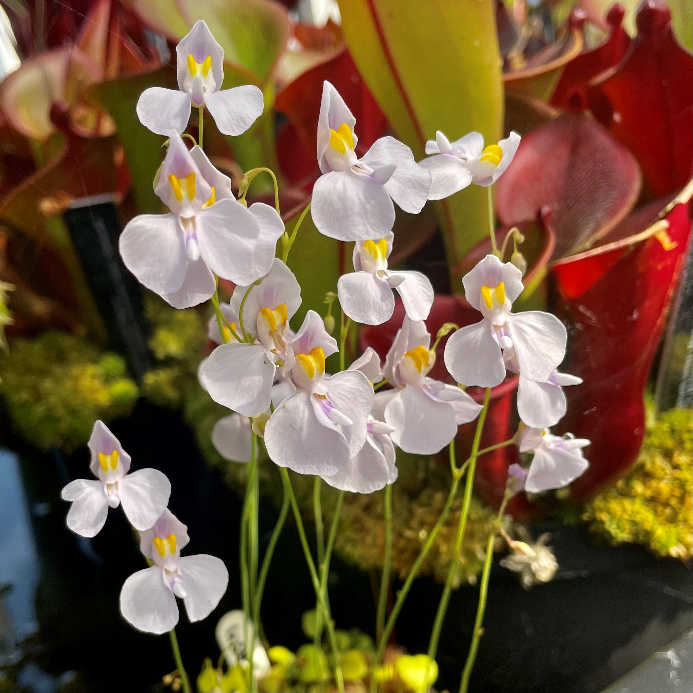 Utricularia nephrophylla x geminiloba