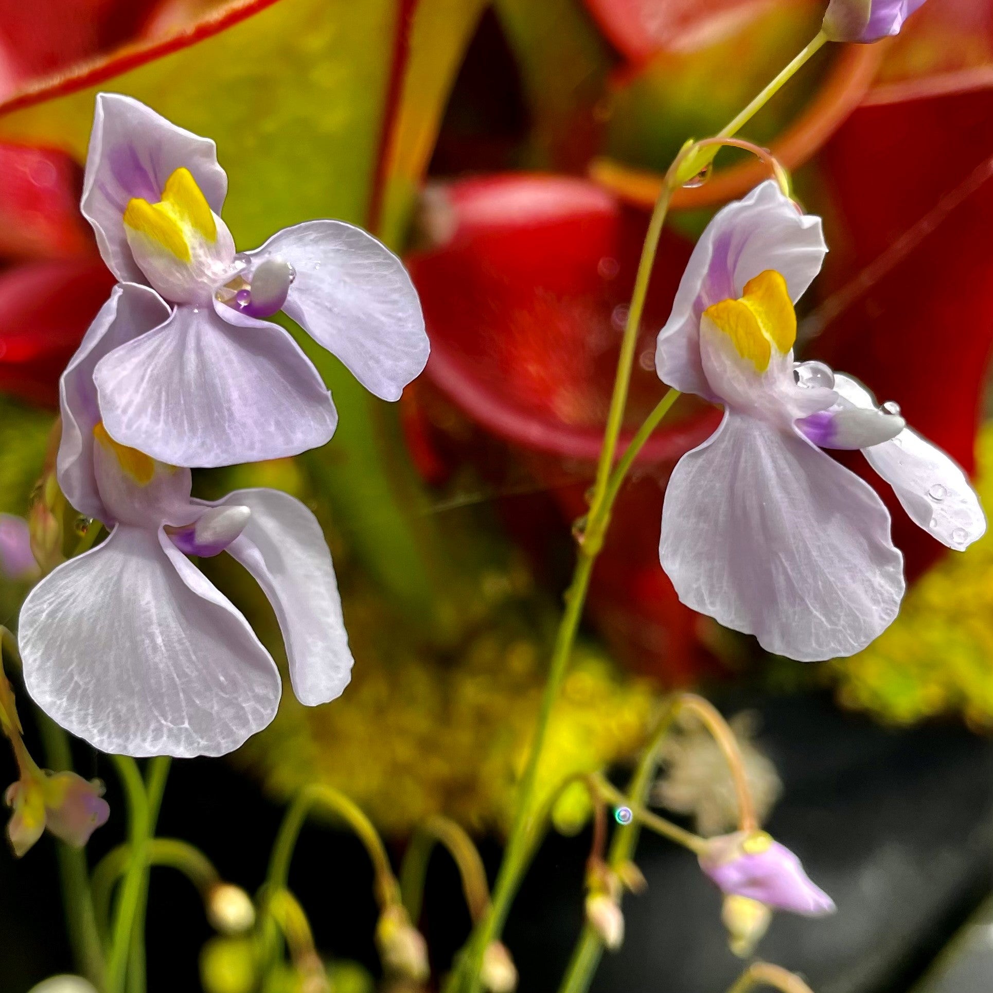 Utricularia nephrophylla x geminiloba