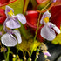 Utricularia nephrophylla x geminiloba