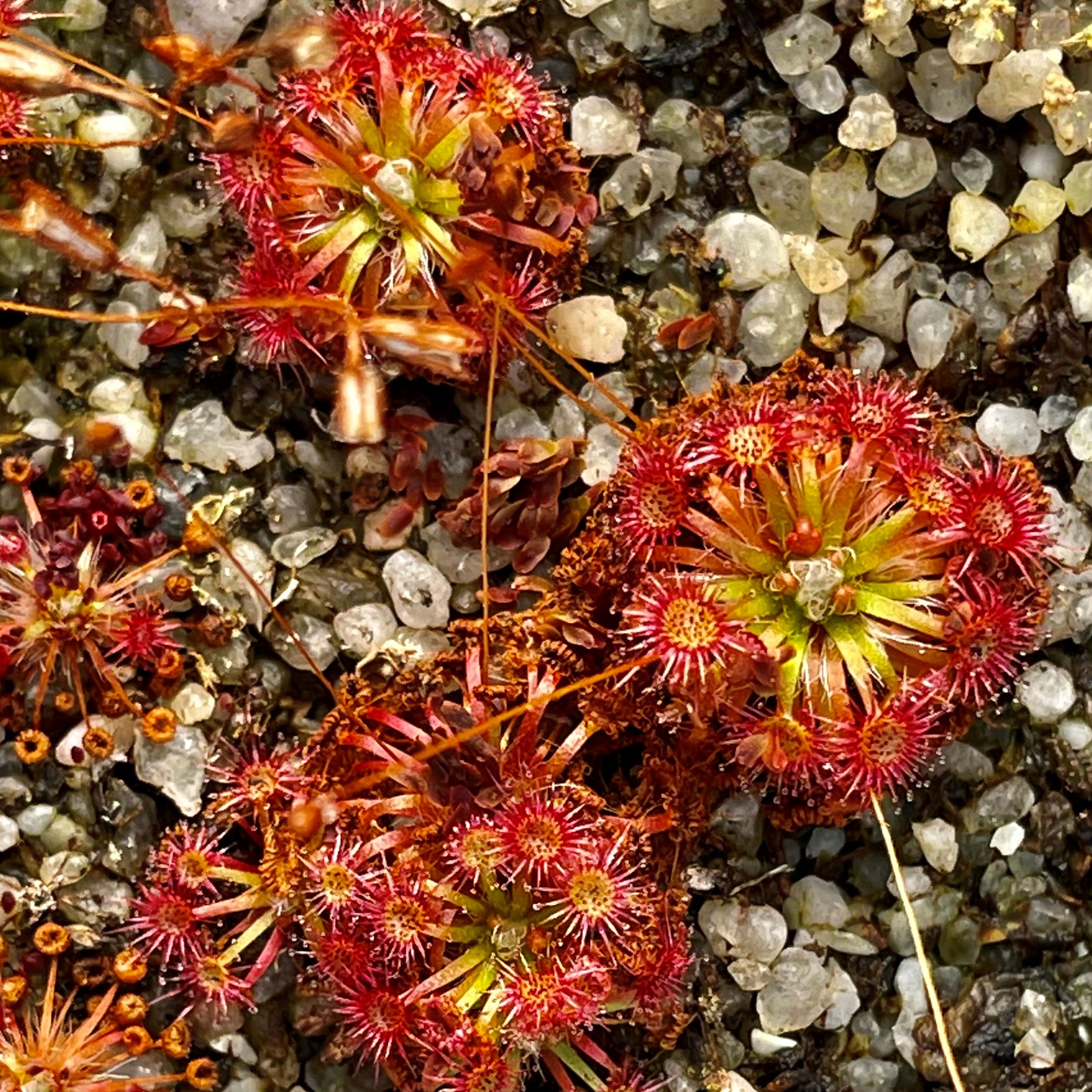 Drosera nitidula