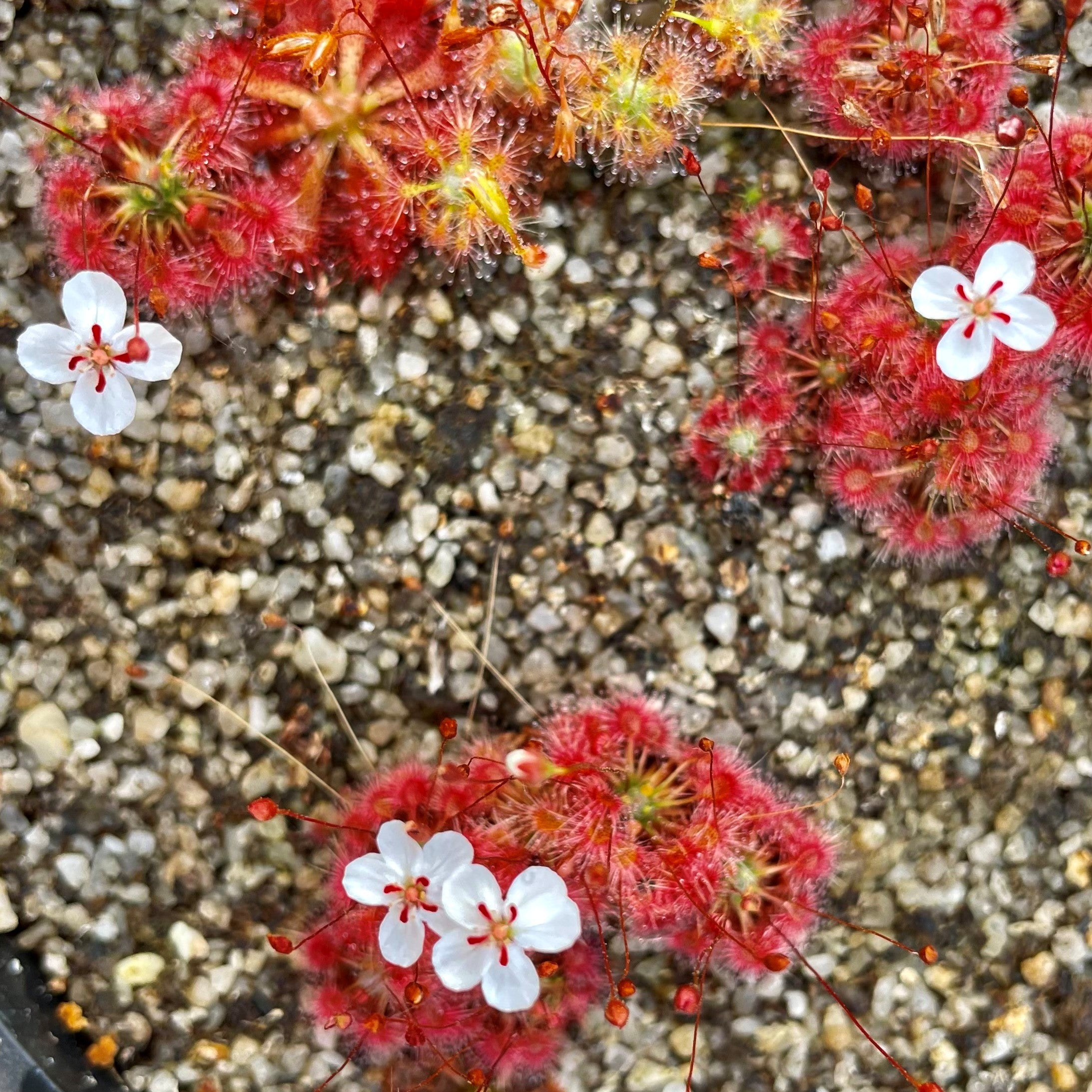 Drosera nitidula