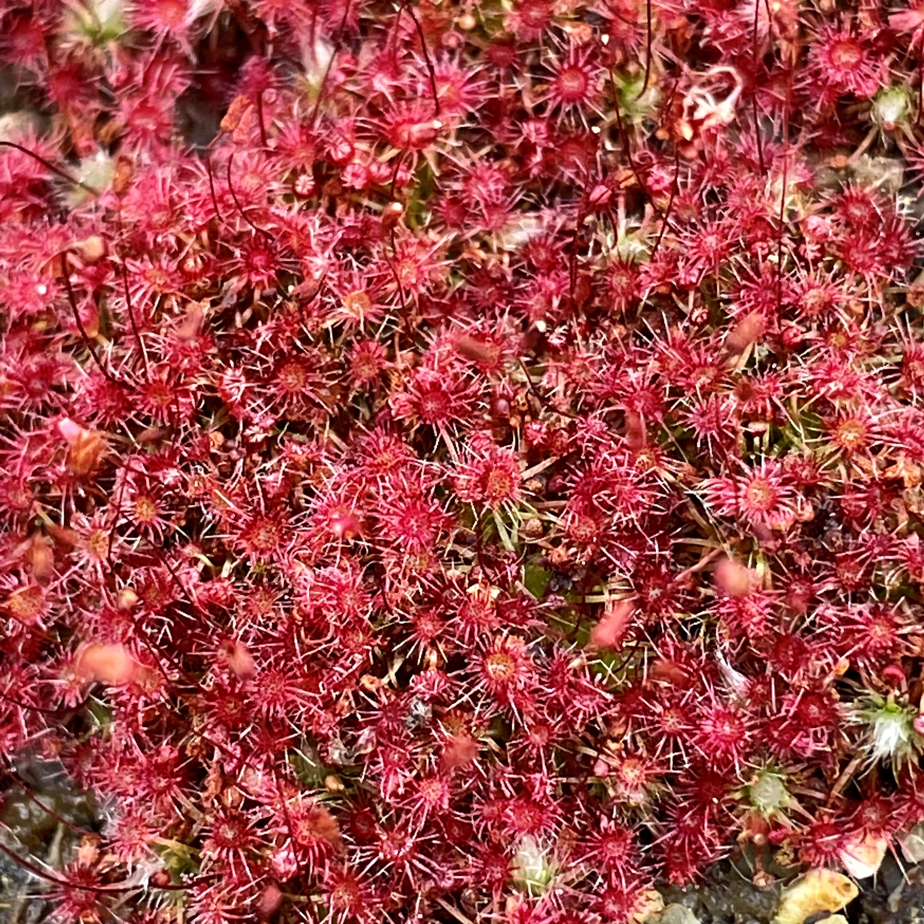 Drosera occidentalis