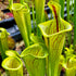 Sarracenia flava var. ornata - Lidless Form