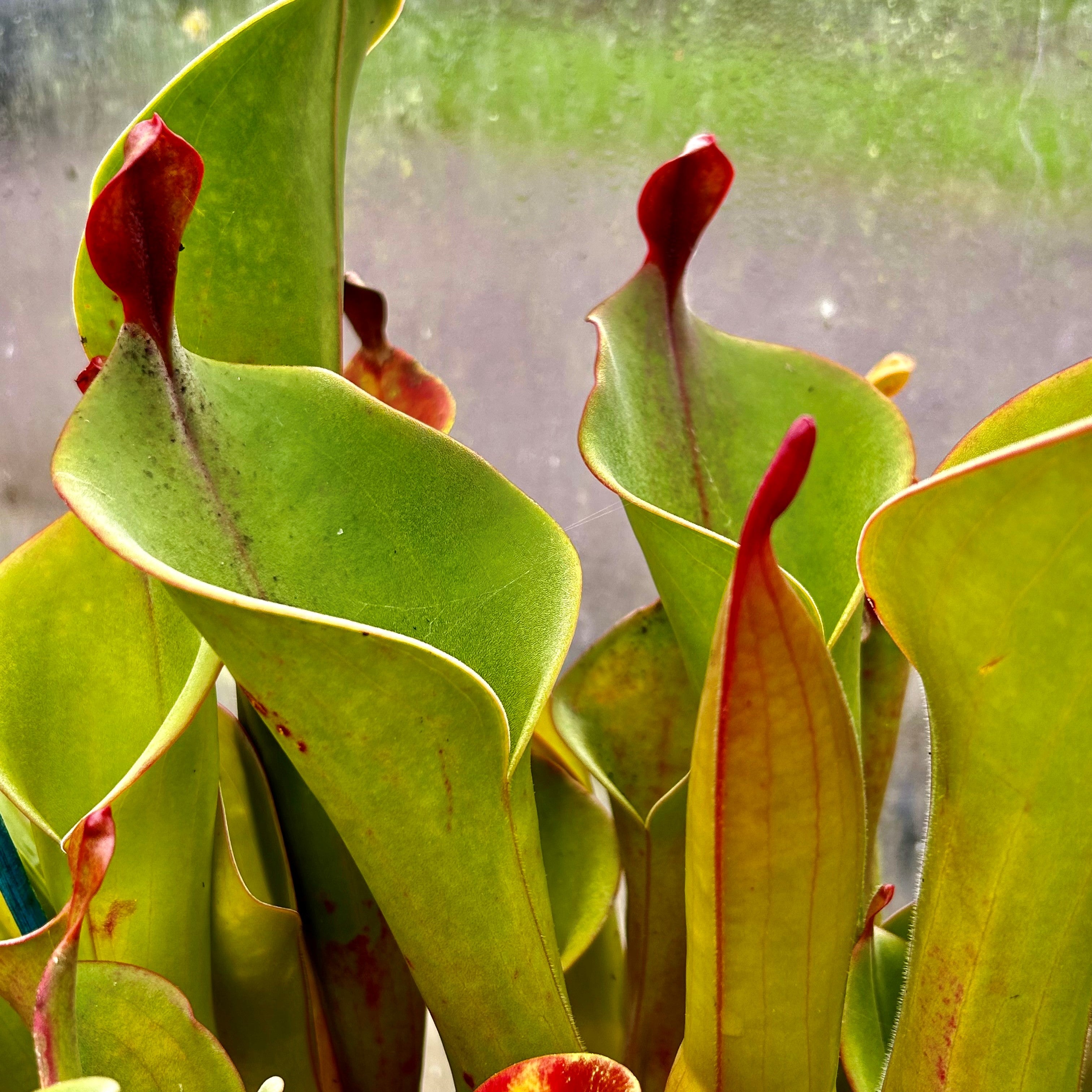 Heliamphora parva - PAR-3