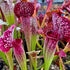 Sarracenia cv. 'Premysl Otakar 1'