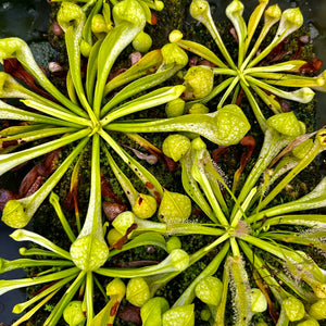 Sarracenia psittacina var. okeefenokeensis f. luteoviridis