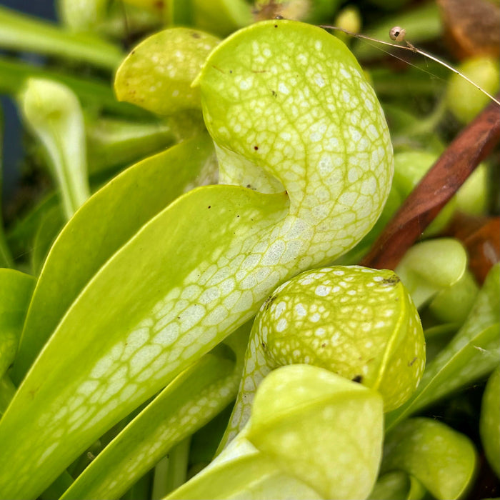 Sarracenia psittacina var. okeefenokeensis f. luteoviridis