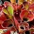 Heliamphora pulchella - Green Form, Apacapa Tepui PUL-3