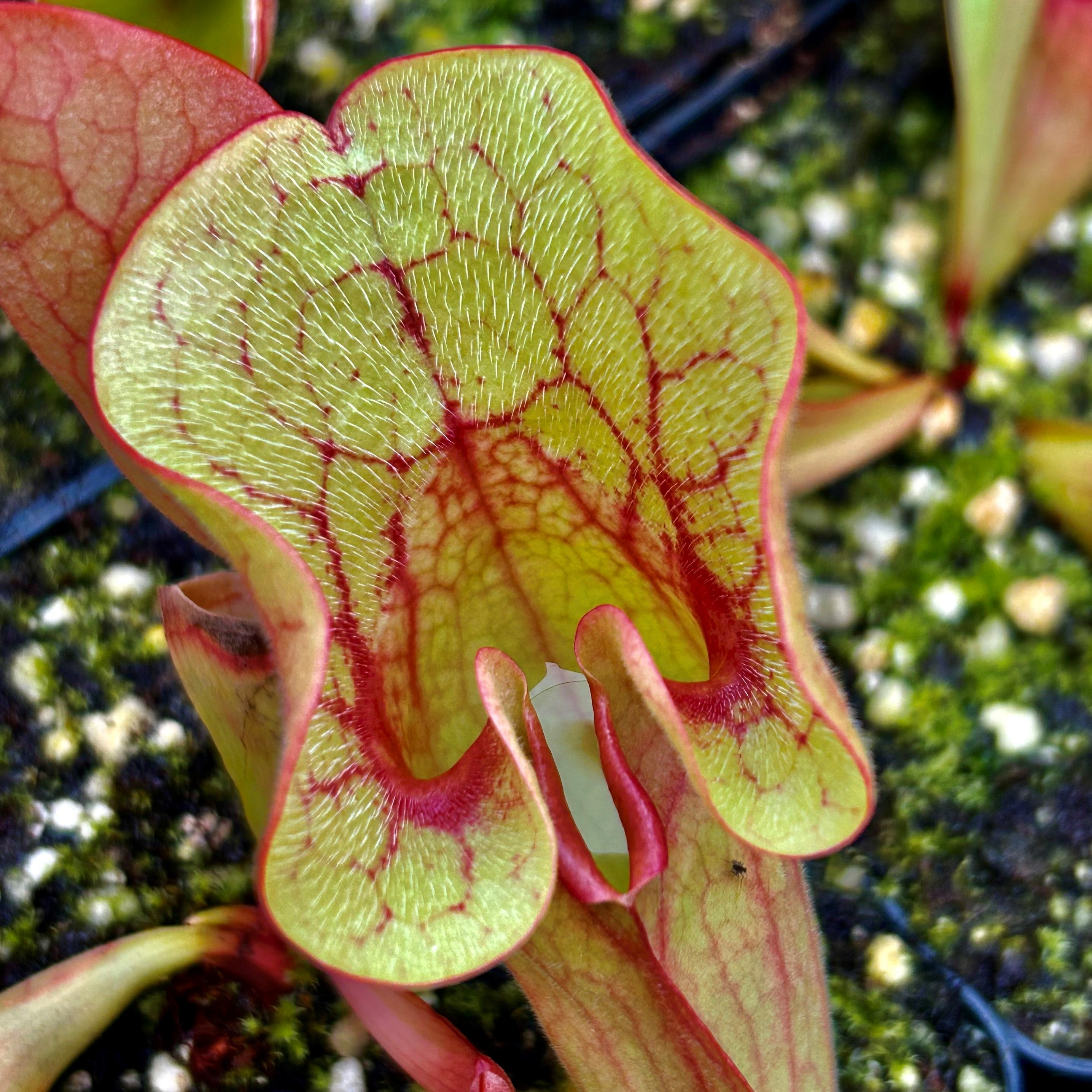 Sarracenia purpurea subsp. venosa - Lipless Form