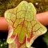 Sarracenia purpurea subsp. venosa - Lipless Form